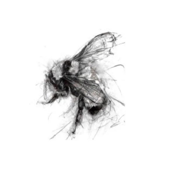 Big Table Farm Chardonnay Willamette Valley The Wild Bee 2019