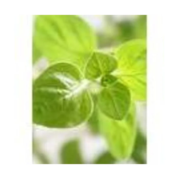 Produce • Herbs Oregano